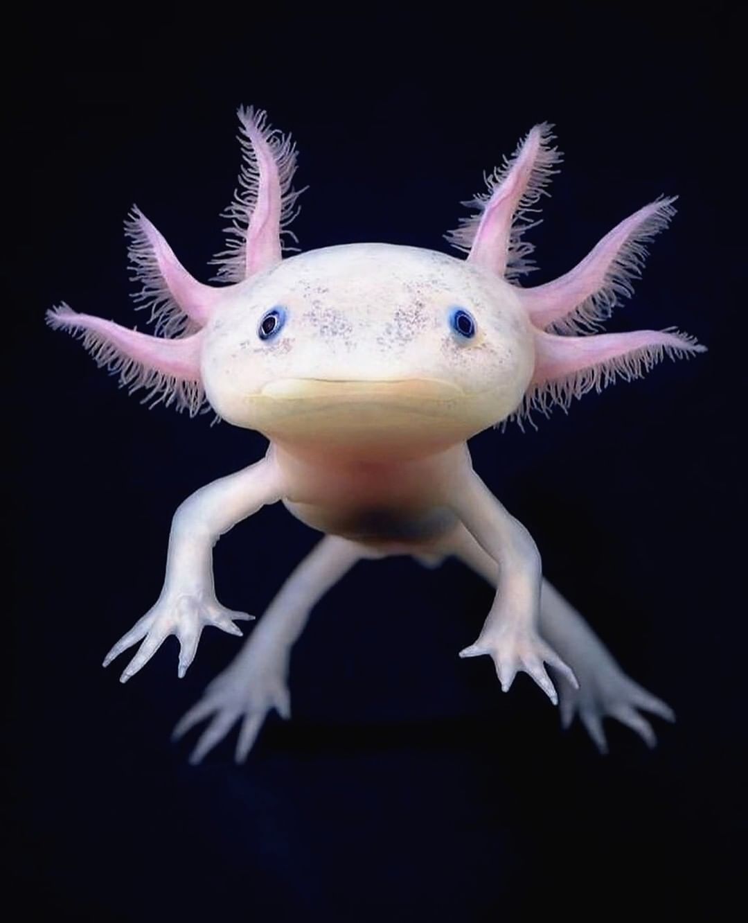 Source:  @animals_geolife