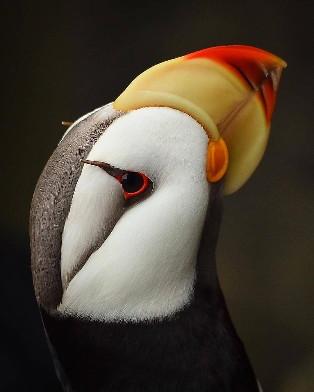 World Animal Day: 10 Fashionable Animals