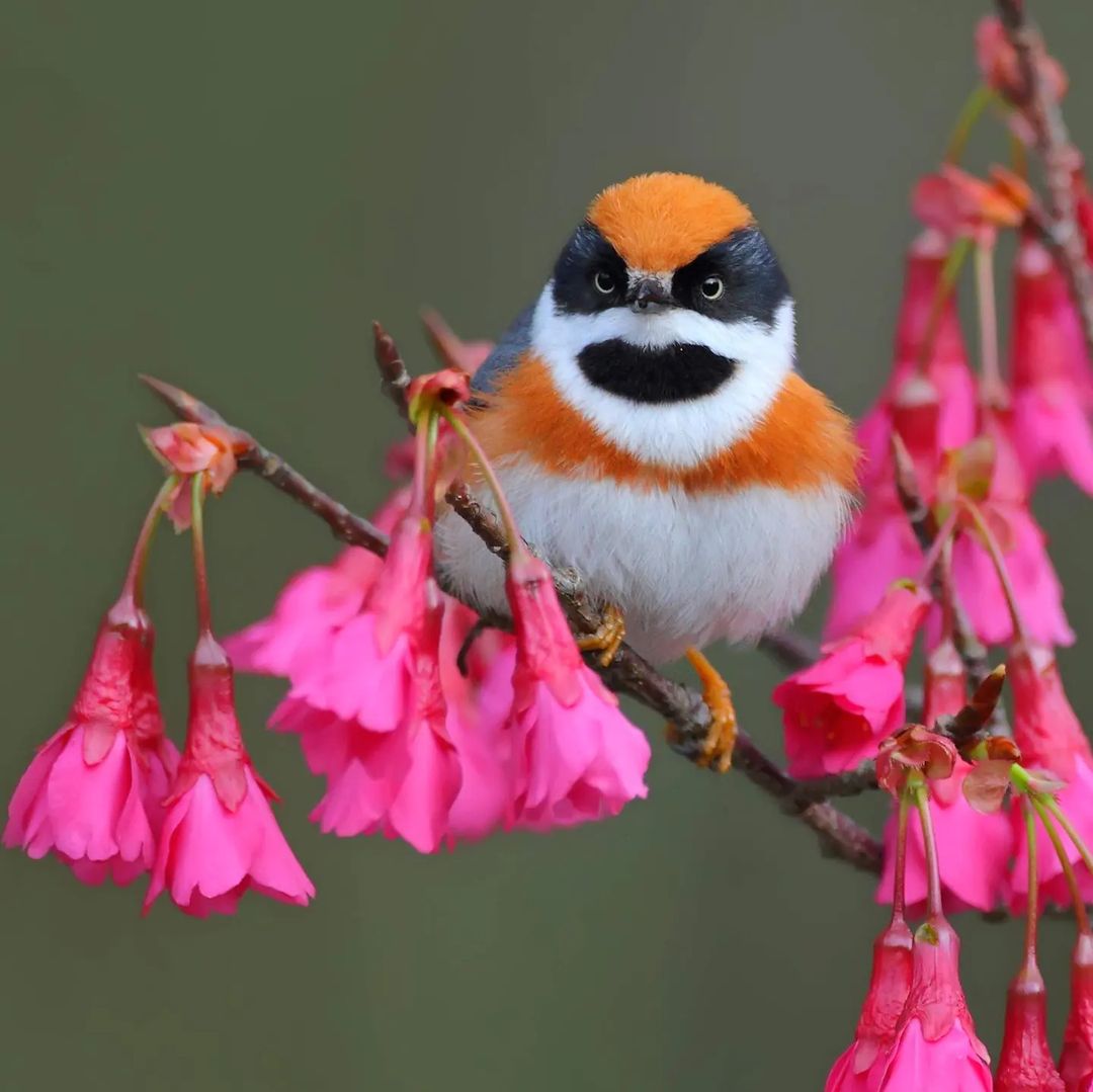 Source: @blackthroatedbushtit