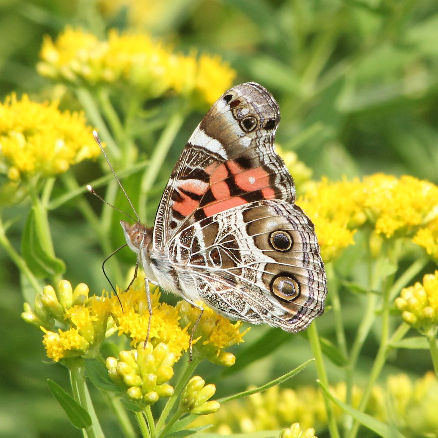 Source: @davedesarnophotography