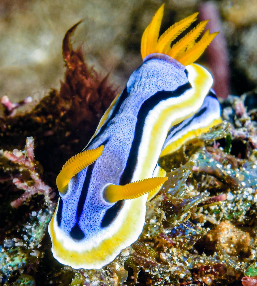 Source: @underwater.adventures